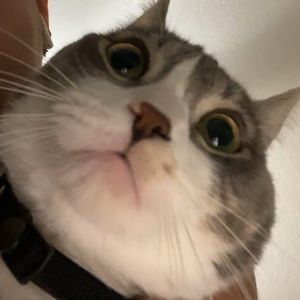 Meet your Posher, Chelsea